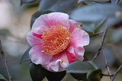 Mikuni-no-homare Camellia (Camellia japonica 'Mikuni-no-homare') at Stonegate Gardens