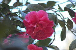 Jordan's Pride Pink Camellia (Camellia japonica 'Jordan's Pride Pink') at Stonegate Gardens