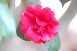Laura Neill Camellia (Camellia japonica 'Laura Neill') at Stonegate Gardens