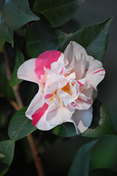 Betty Sheffield Blush Camellia (Camellia japonica 'Betty Sheffield Blush') at Stonegate Gardens