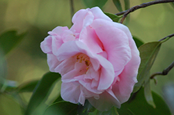 Cotton Candy Camellia (Camellia sasanqua 'Cotton Candy') at Stonegate Gardens