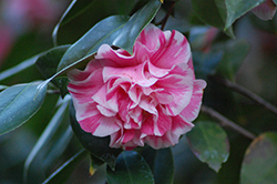 Jordan's Pride Camellia (Camellia japonica 'Herme') at Stonegate Gardens