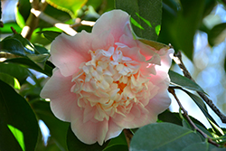 C.M. Wilson Camellia (Camellia japonica 'C.M. Wilson') at Stonegate Gardens