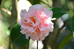 Strawberry Blonde Camellia (Camellia japonica 'Strawberry Blonde') at Stonegate Gardens