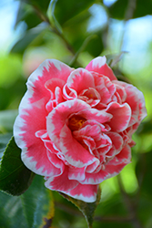 Jean Clere Camellia (Camellia japonica 'Jean Clere') at Stonegate Gardens