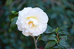 Colonial Dame Camellia (Camellia japonica 'Colonial Dame') at Stonegate Gardens