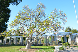 Veitchii Magnolia (Magnolia x veitchii) at Stonegate Gardens