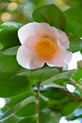 Akebono Camellia (Camellia japonica 'Akebono') at Stonegate Gardens