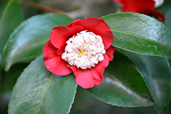 Tinsie Camellia (Camellia japonica 'Tinsie') at Lakeshore Garden Centres