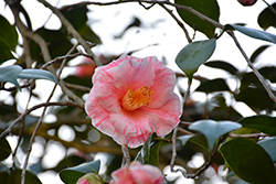 Destiny Camellia (Camellia japonica 'Destiny') at Stonegate Gardens