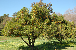 Washington Navel Orange (Citrus sinensis 'Washington Navel') at Lakeshore Garden Centres