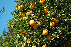 Washington Navel Orange (Citrus sinensis 'Washington Navel') at Lakeshore Garden Centres