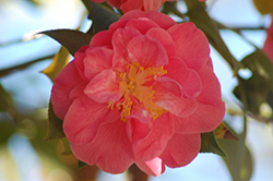Mrs. Freeman Weiss Camellia (Camellia japonica 'Mrs. Freeman Weiss') at Stonegate Gardens