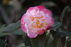 High Fragrance Camellia (Camellia 'High Fragrance') at Stonegate Gardens