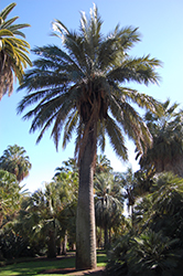 Chilean Wine Palm (Jubaea chilensis) at Stonegate Gardens