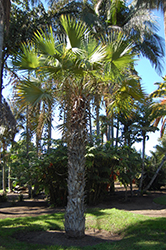 Sinaloa Hesper Palm (Brahea aculeata) at Stonegate Gardens