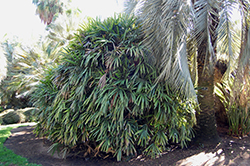 Lady Palm (Rhapis excelsa) at Stonegate Gardens