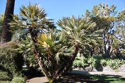Goldstripe Mediterranean Fan Palm (Chamaerops humilis 'Goldstripe') at Stonegate Gardens