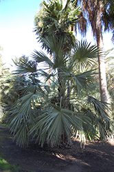 Central Australian Fan Palm (Livistona mariae var. rigida) at Stonegate Gardens