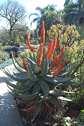 Mountain Aloe (Aloe marlothii) at Stonegate Gardens