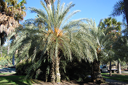 Cretan Date Palm (Phoenix theophrasti) at Stonegate Gardens