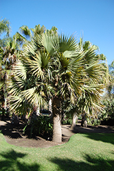 Dominican Palmetto (Sabal domingensis) at Stonegate Gardens