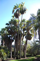 San Jose Hesper Palm (Brahea brandegeei) at Stonegate Gardens