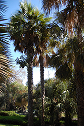Llanos Palmetto (Sabal rosei) at Stonegate Gardens