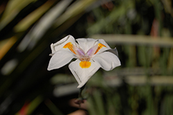 Fairy Lily (Dietes grandiflora) at Stonegate Gardens