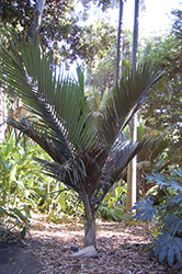Nikau Palm (Rhopalostylis sapida) at Stonegate Gardens