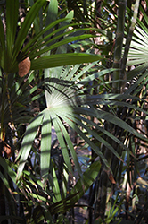 Slender Lady Palm (Rhapis humilis) at Stonegate Gardens