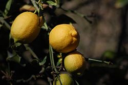 Eureka Lemon (Citrus limon 'Eureka') at Stonegate Gardens