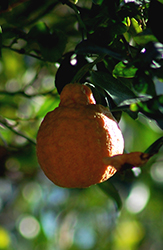 Pixie Mandarin (Citrus reticulata 'Pixie') at Stonegate Gardens