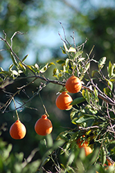 Pixie Mandarin (Citrus reticulata 'Pixie') at Stonegate Gardens