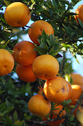 Chinotto Myrtle-leaved Orange (Citrus aurantium var. myrtifolia 'Chinotto') at Stonegate Gardens