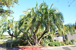 Senegal Date Palm (Phoenix reclinata) at Stonegate Gardens