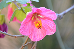 Pink Flowering Maple (Abutilon 'Pink') at Lakeshore Garden Centres