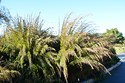 Cape Restio (Rhodocoma capensis) at Stonegate Gardens