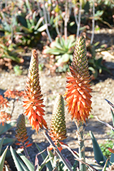 Arabian Aloe (Aloe rubroviolacea) at Stonegate Gardens