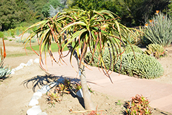 Samson Aloe (Aloe 'Samson') at Stonegate Gardens