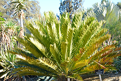 Lebombo Cycad (Encephalartos lebomboensis) at Stonegate Gardens