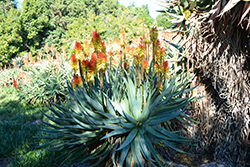 Aloe x principis (Aloe x principis) at A Very Successful Garden Center
