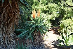 Transkei Bitter Aloe (Aloe candelabrum) at Stonegate Gardens