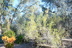 Water Bush (Grevillea nematophylla) at Stonegate Gardens