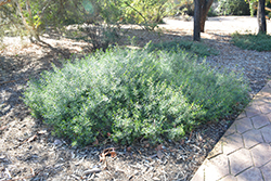 Spotted Emu Bush (Eremophila maculata var. brevifolia) at Stonegate Gardens