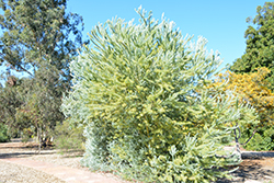Knifeleaf Wattle (Acacia cultriformis) at Stonegate Gardens