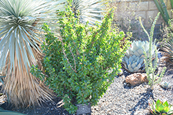 Mexican Tree Ocotillo (Fouquieria macdougalii) at Stonegate Gardens