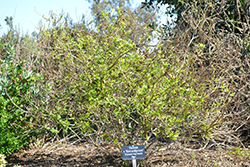 Sierra Apricot Esperanza (Tecoma 'Sierra Apricot') at Stonegate Gardens