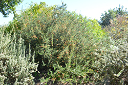 Molonglo Juniper Leaf Grevillea (Grevillea juniperina 'Molonglo') at Lakeshore Garden Centres