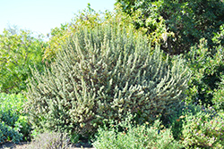 Rio Bravo Texas Sage (Leucophyllum langmaniae 'Rio Bravo') at Stonegate Gardens
